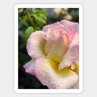 Rose in Spring Rain Magnet